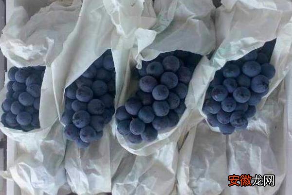 【葡萄】葡萄什么时候套袋合适，什么时候撤袋较好
