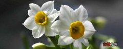 【种植】水仙花的种植步骤，5个步骤轻松学会种水仙花