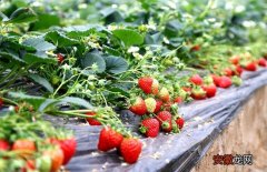 【草莓】草莓的田间管理技术