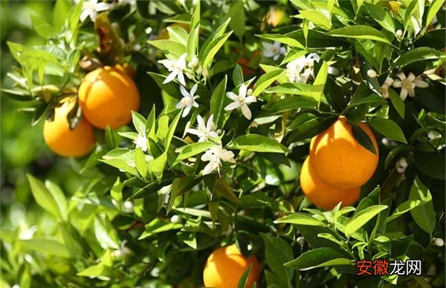 【橙子】橙子的种植方法与时间