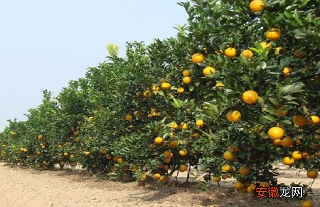 【橙子】橙子的种植方法与时间