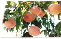 【桃】如何提高水蜜桃的产量