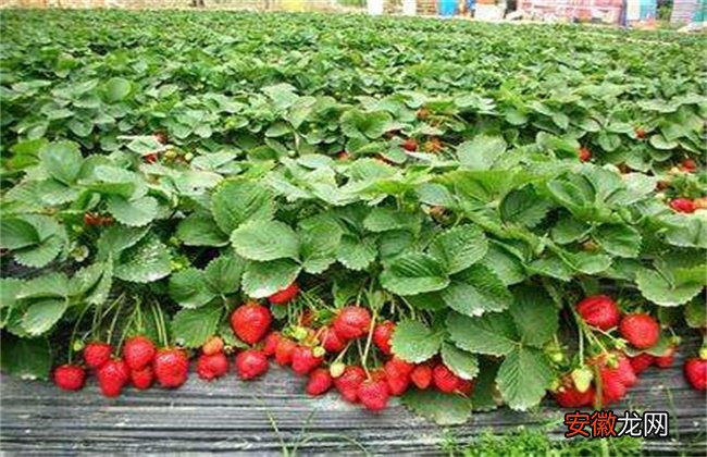 【种植】草莓种植不甜的原因