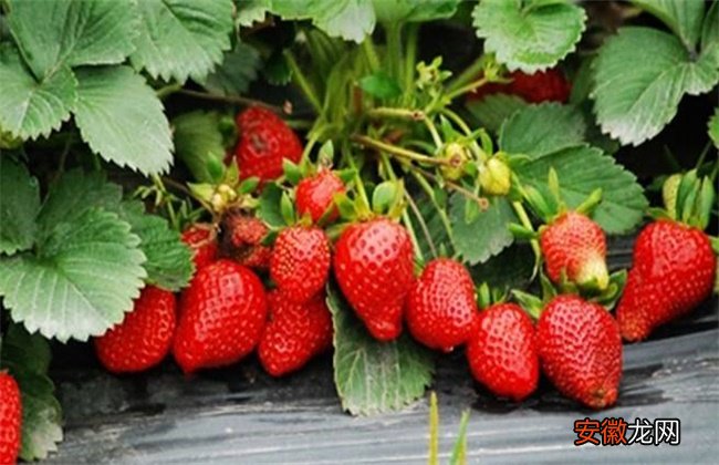 【种植】草莓种植不甜的原因