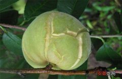【桃子】桃子裂果的原因及预防措施