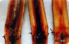 【常见】甘蔗常见病虫害的防治方法