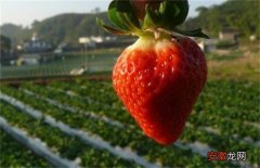 【原因】草莓着色不佳的原因和解决方法