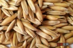 皮燕麦的功效与作用 吃皮燕麦片的好处有什么