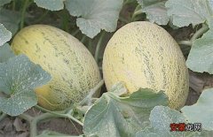【哈密瓜】如何提高哈密瓜的产量
