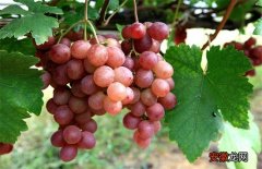 【方法】葡萄增产的方法