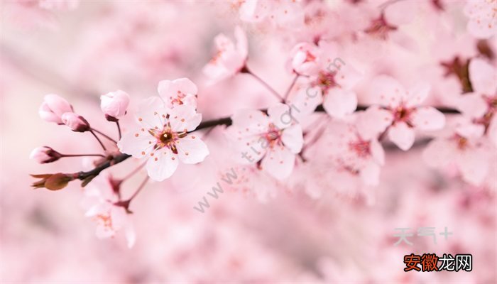 【花语】樱花的花语 樱花的花语是什么
