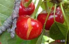 【桃】樱桃裂果的原因和防护措施