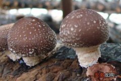 【种植】香菇种植技术与注意事项 香菇出菇时喷水技巧