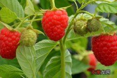 【种植】双季红树莓怎么种 双季红树莓种植技术与管理方法
