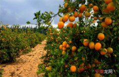 【方法】柑橘的园间管理方法