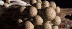 【高产】杨树菇高产栽培技术 杨树菇袋式栽培方法