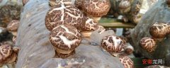 【种植】花菇的种植时间 花菇1平方的产量有多少