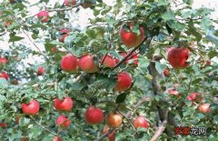 【苹果树】苹果树的高效施肥方法