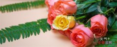 【花语】玫瑰花语 玫瑰的花语是什么