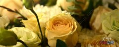 【玫瑰花】黄玫瑰花语 黄玫瑰的花语是什么