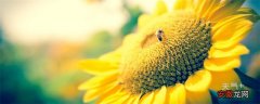 【花语】向日葵的花语和寓意 向日葵的花语和寓意是什么