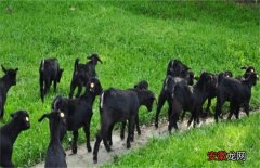 【养殖】黑山羊的养殖技术