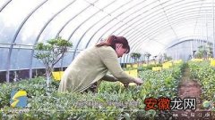 “茶博士”救茶园 补肥补水补技术