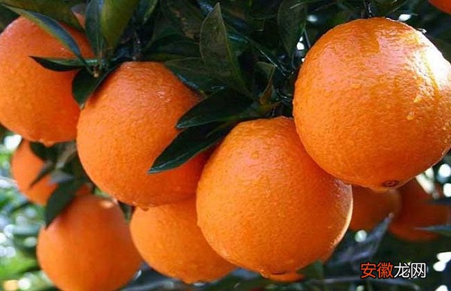 【橙子】橙子怎么种好