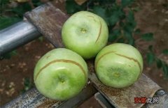 【原因】苹果水裂纹发生原因及防治