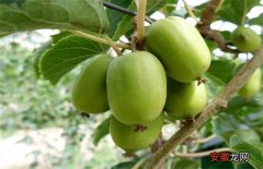 【桃】软枣猕猴桃的栽培技术