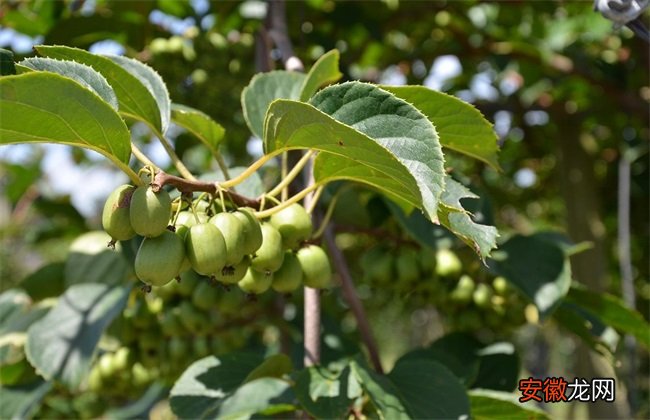 【桃】软枣猕猴桃的栽培技术