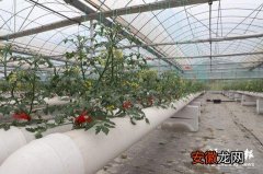连江：番茄“水上漂” 产量颜值“双高”