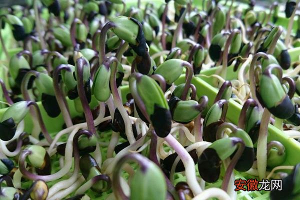 【种植方法】黑豆苗的种植方法 黑豆苗种植时间