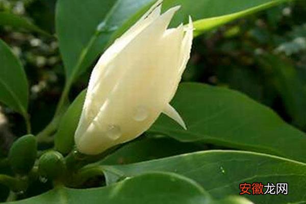 【养殖方法】白兰花怎么养 白兰花养殖方法与注意事项