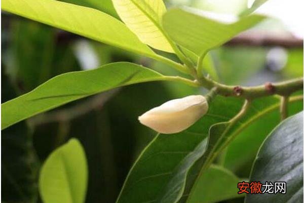 【养殖方法】白兰花怎么养 白兰花养殖方法与注意事项