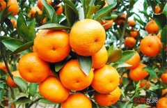 【注意事项】种植柑橘的注意事项