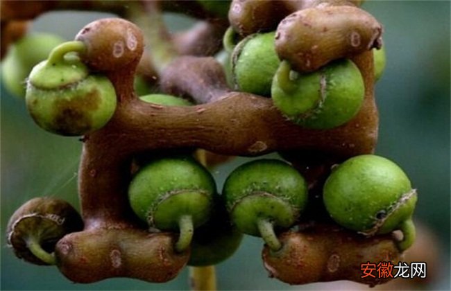 【树】拐枣树怎么种植