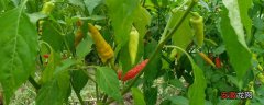 【种植】辣椒怎么种 种植夏季辣椒的注意事项