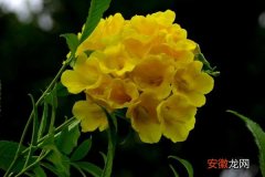 【种植方法】黄钟花怎么种 黄钟花种植方法与注意事项