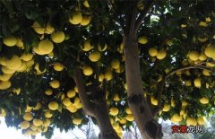 【树】柚子树的高产栽培技术