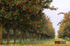 【种植】樱桃树的种植与管理技术 樱桃树的修剪方法