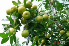 【枣树】枣树为什么要环割 枣树施什么肥最好