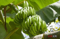 【香蕉】香蕉种植的注意事项
