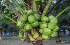 【种植】椰子种植的注意事项