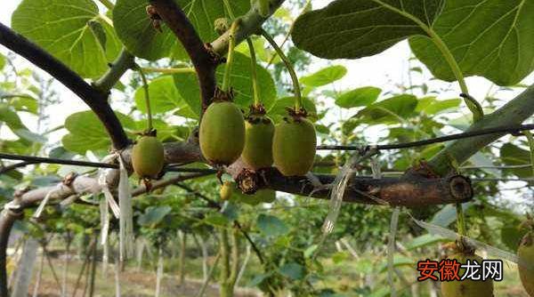 【种植】红心猕猴桃种植技术 红心猕猴桃几年结果