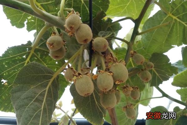 【种植】红心猕猴桃种植技术 红心猕猴桃几年结果