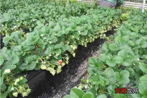 【价格】草莓苗市场价格多少钱一棵 草莓苗种植方法