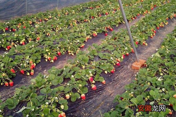 【价格】草莓苗市场价格多少钱一棵 草莓苗种植方法