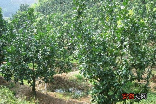 【树】柚子树的种植技术 柚子树嫁接方法
