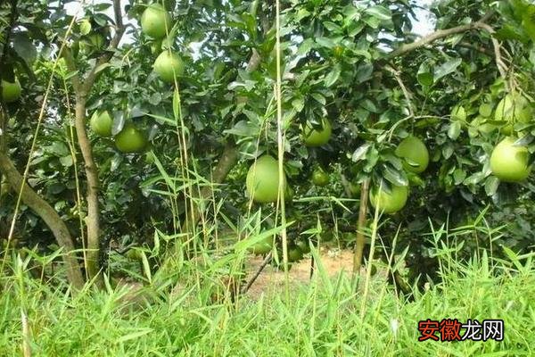 【树】柚子树的种植技术 柚子树嫁接方法